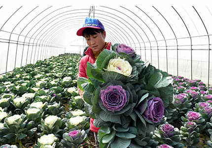 赴日本花卉种植