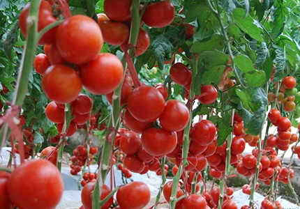 赴日本西红柿种植和包装