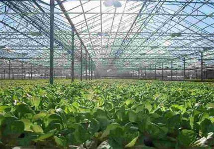 种植类（留学签证）